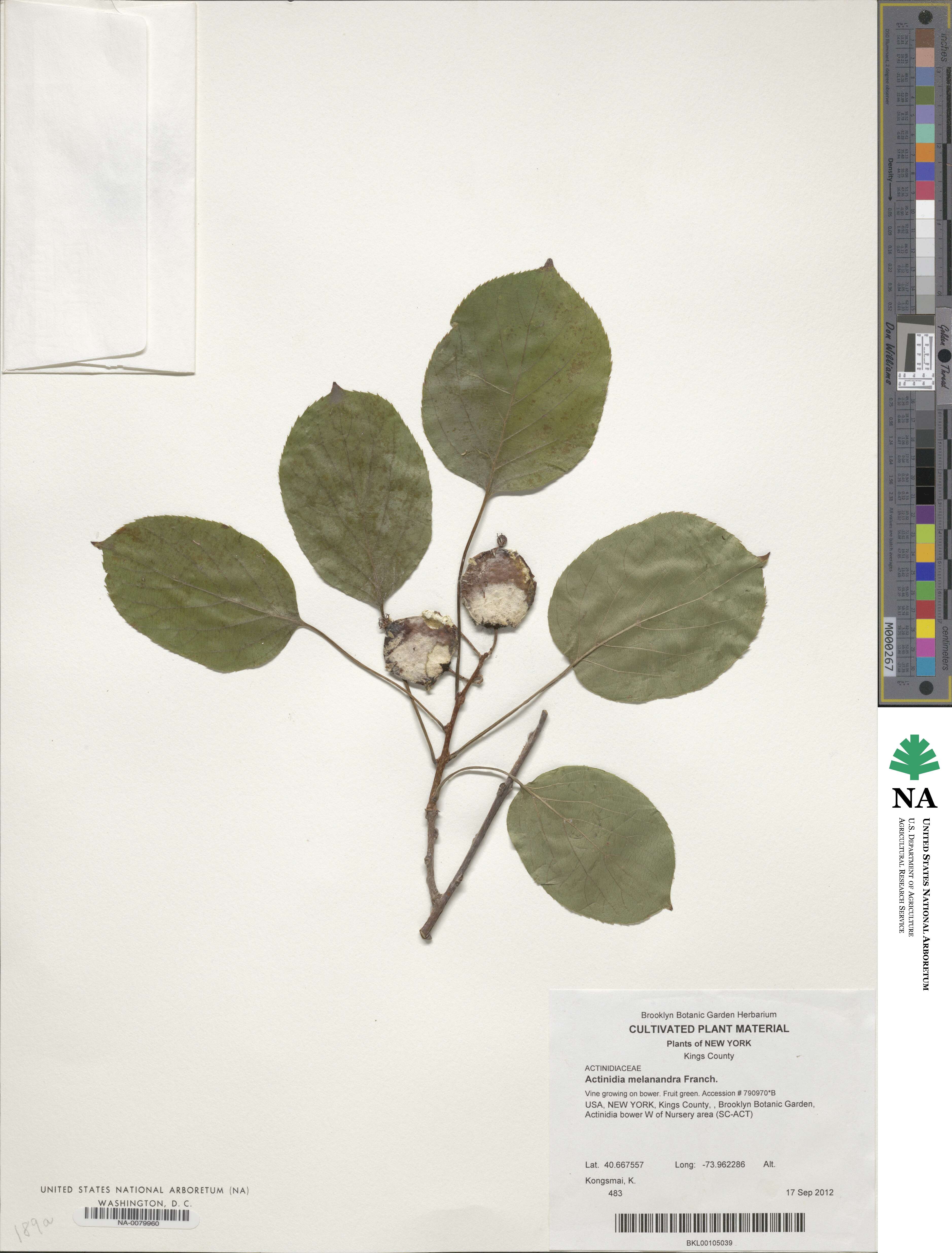 Actinidia melanandra image