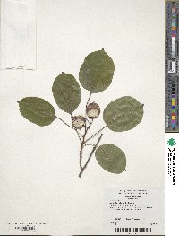 Actinidia melanandra image