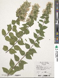 Image of Abelia chinensis