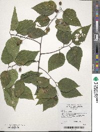 Celtis australis image