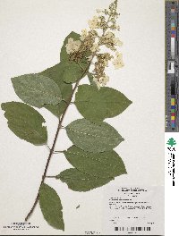 Hydrangea paniculata image