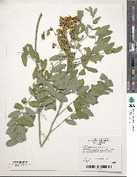 Senna hebecarpa image