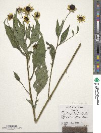 Rudbeckia fulgida image