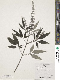 Caryopteris incana image