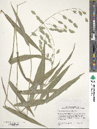 Chasmanthium latifolium image