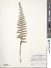 Polystichum acrostichoides image