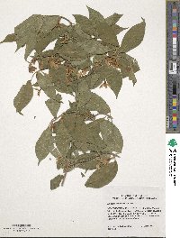 Lonicera maackii image