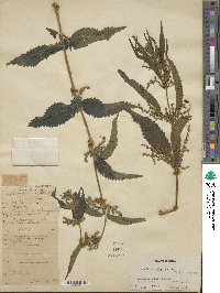 Urtica dioica image