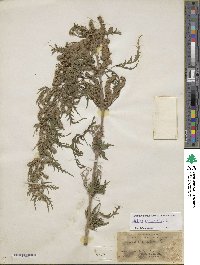 Image of Urtica cannabina