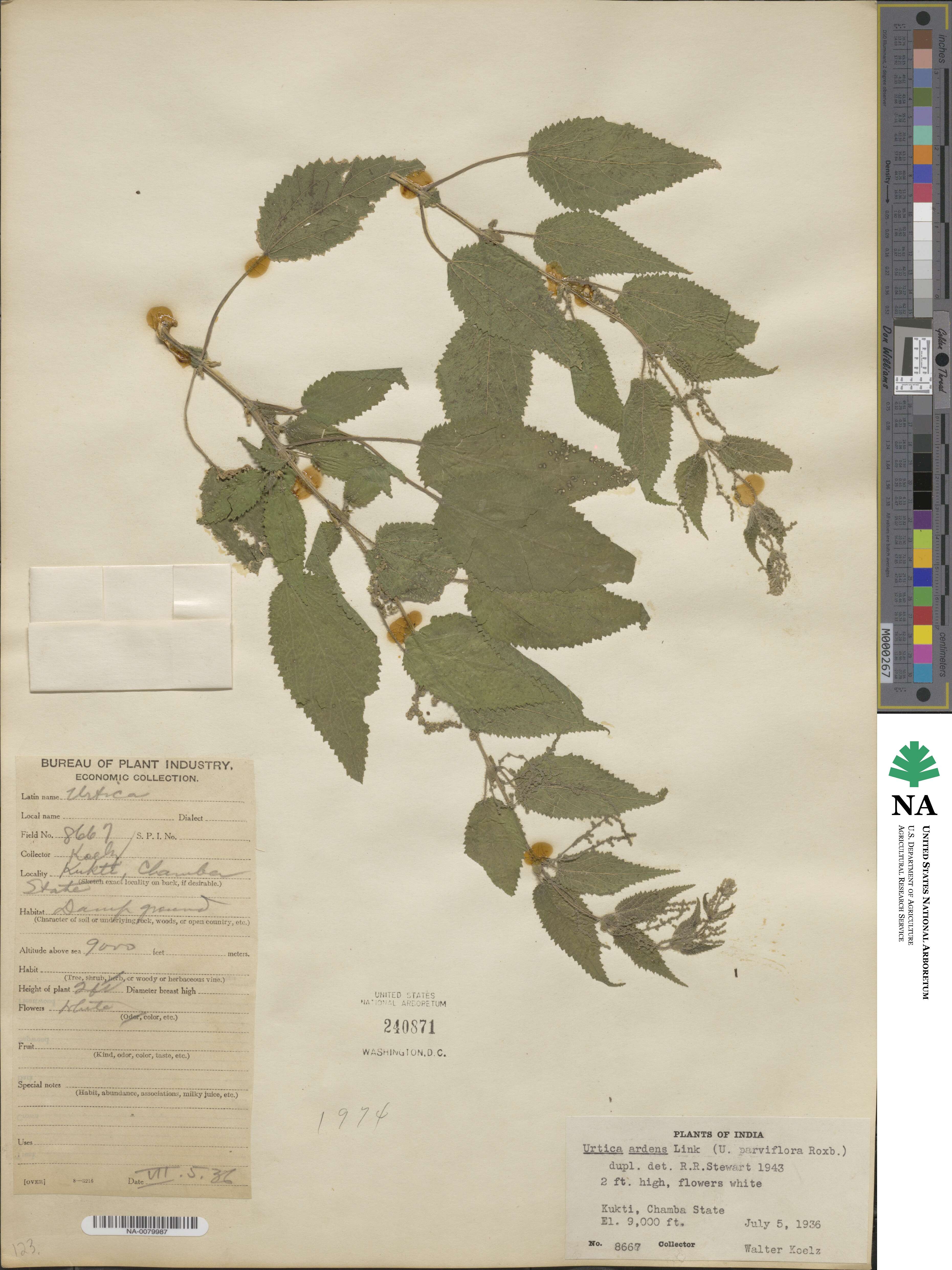 Urtica ardens image