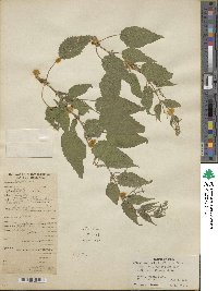 Image of Urtica ardens