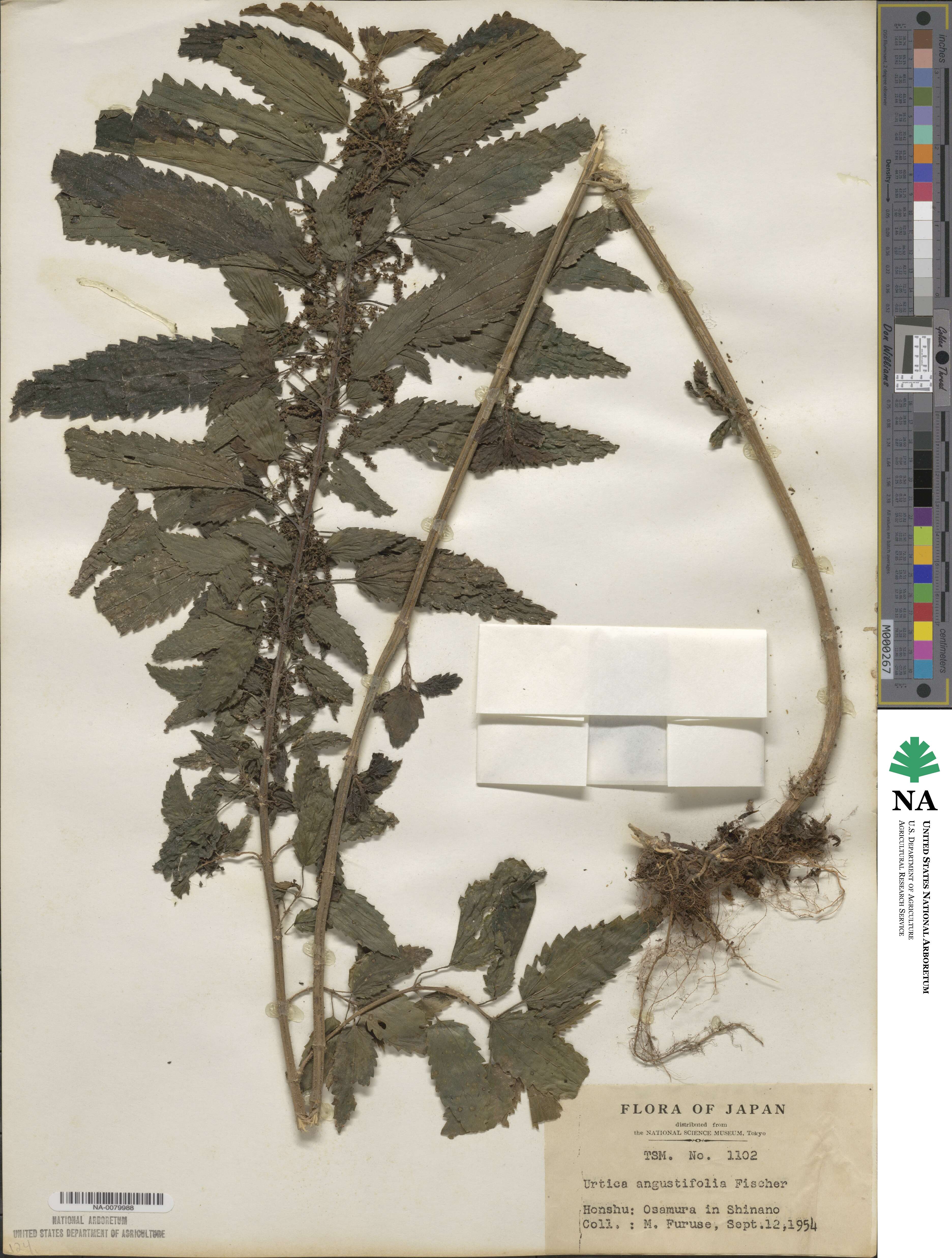 Urtica dioica var. holosericea image