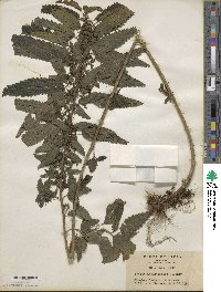 Urtica dioica image