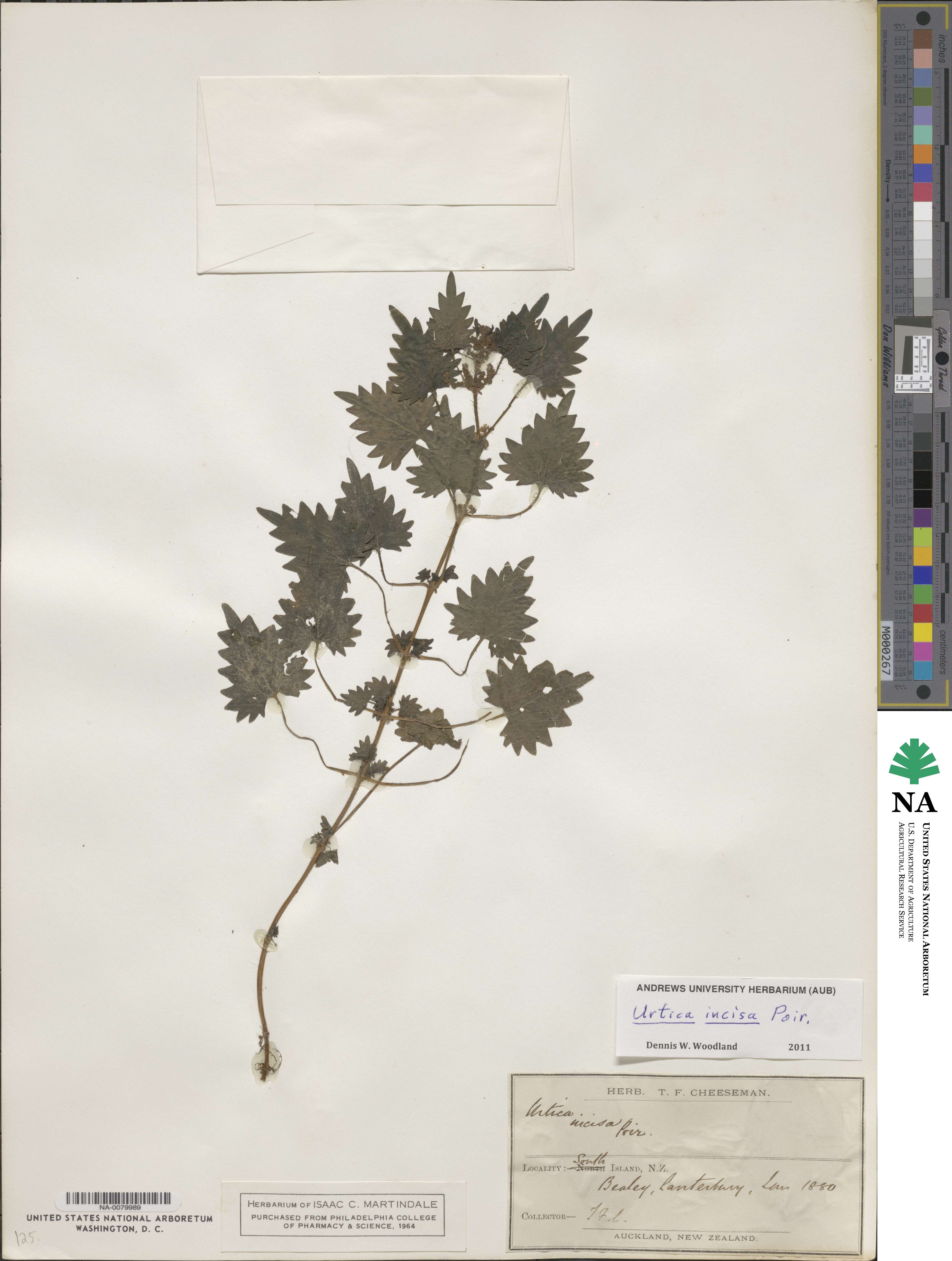 Urtica incisa image