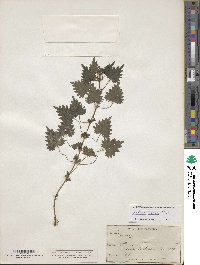 Urtica incisa image