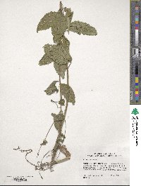 Verbena urticifolia image