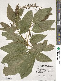 Phytolacca americana image