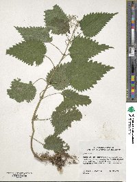 Urtica dioica image