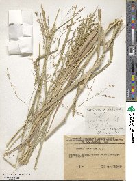 Panicum antidotale image