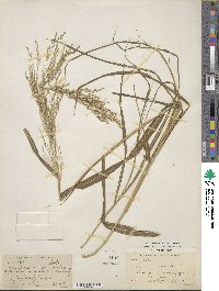 Panicum antidotale image