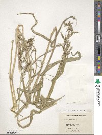 Urochloa mutica image