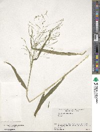 Panicum bisulcatum image