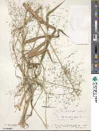 Panicum bisulcatum image