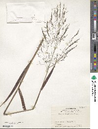 Panicum bisulcatum image