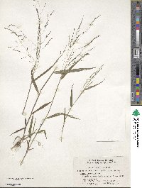 Panicum bisulcatum image