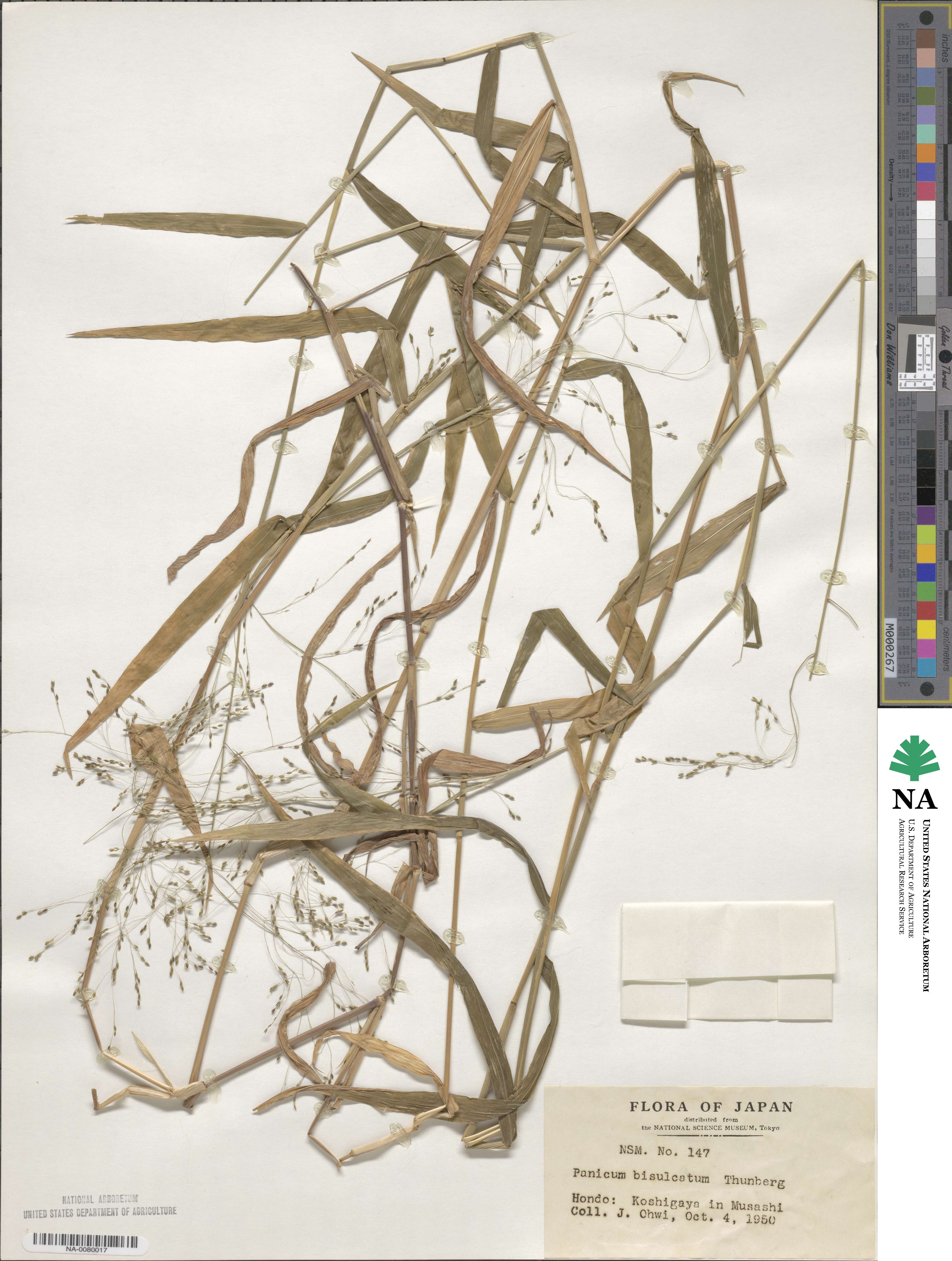 Panicum bisulcatum image