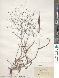 Panicum bisulcatum image