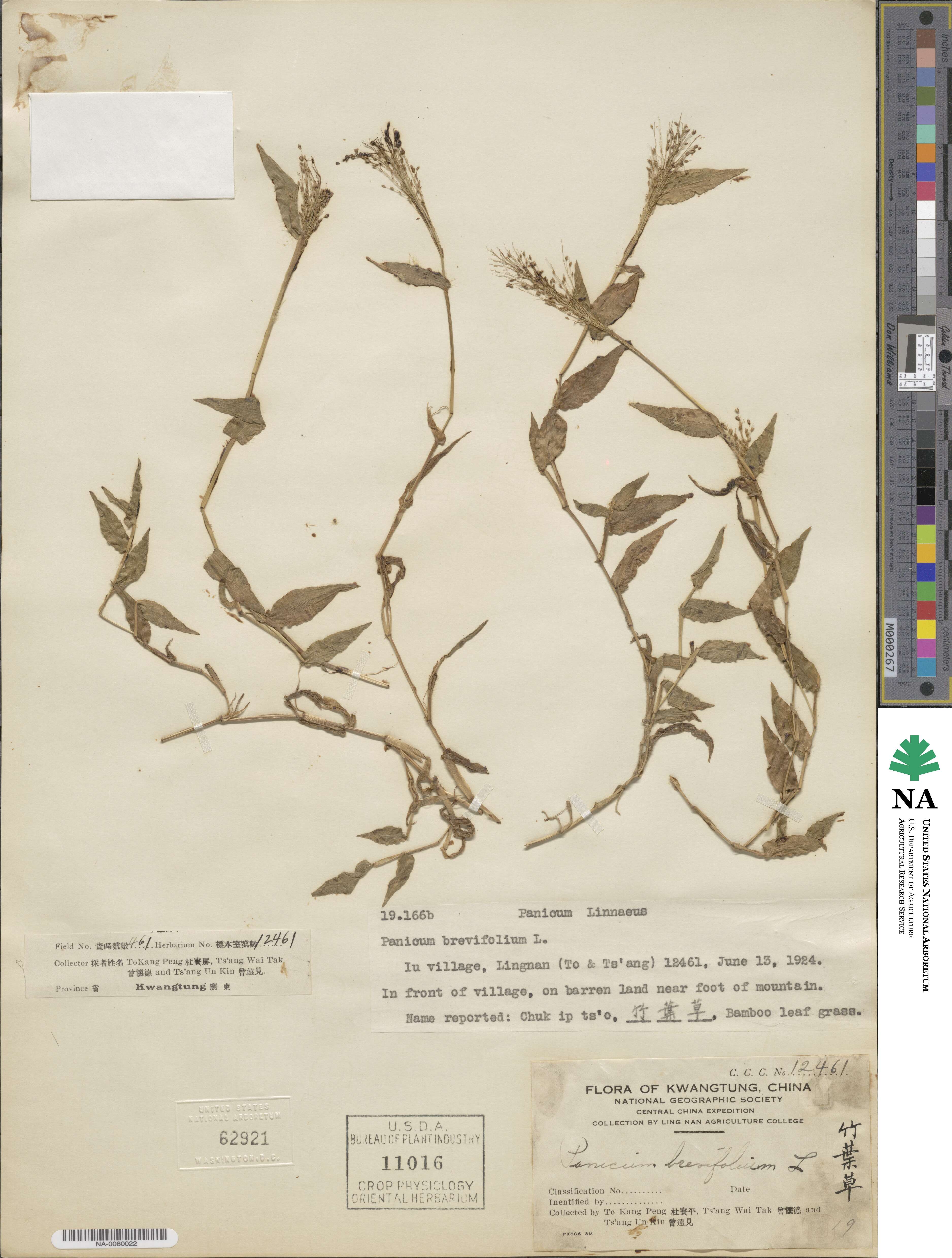 Panicum brevifolium image