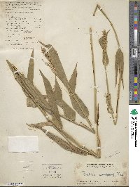 Panicum cordatum image