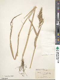 Echinochloa crus-galli image