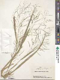 Panicum dichotomiflorum image