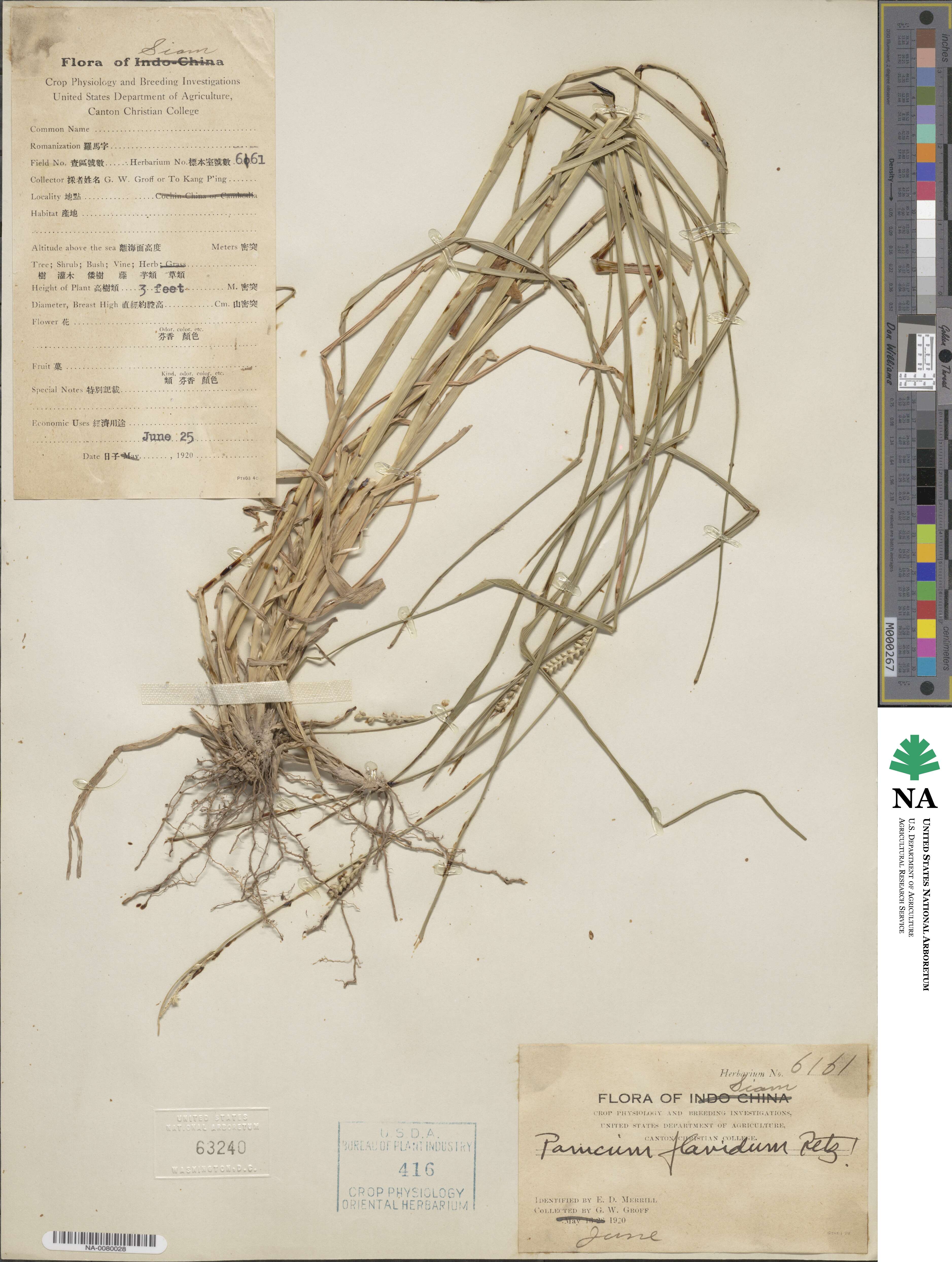 Setaria flavida image