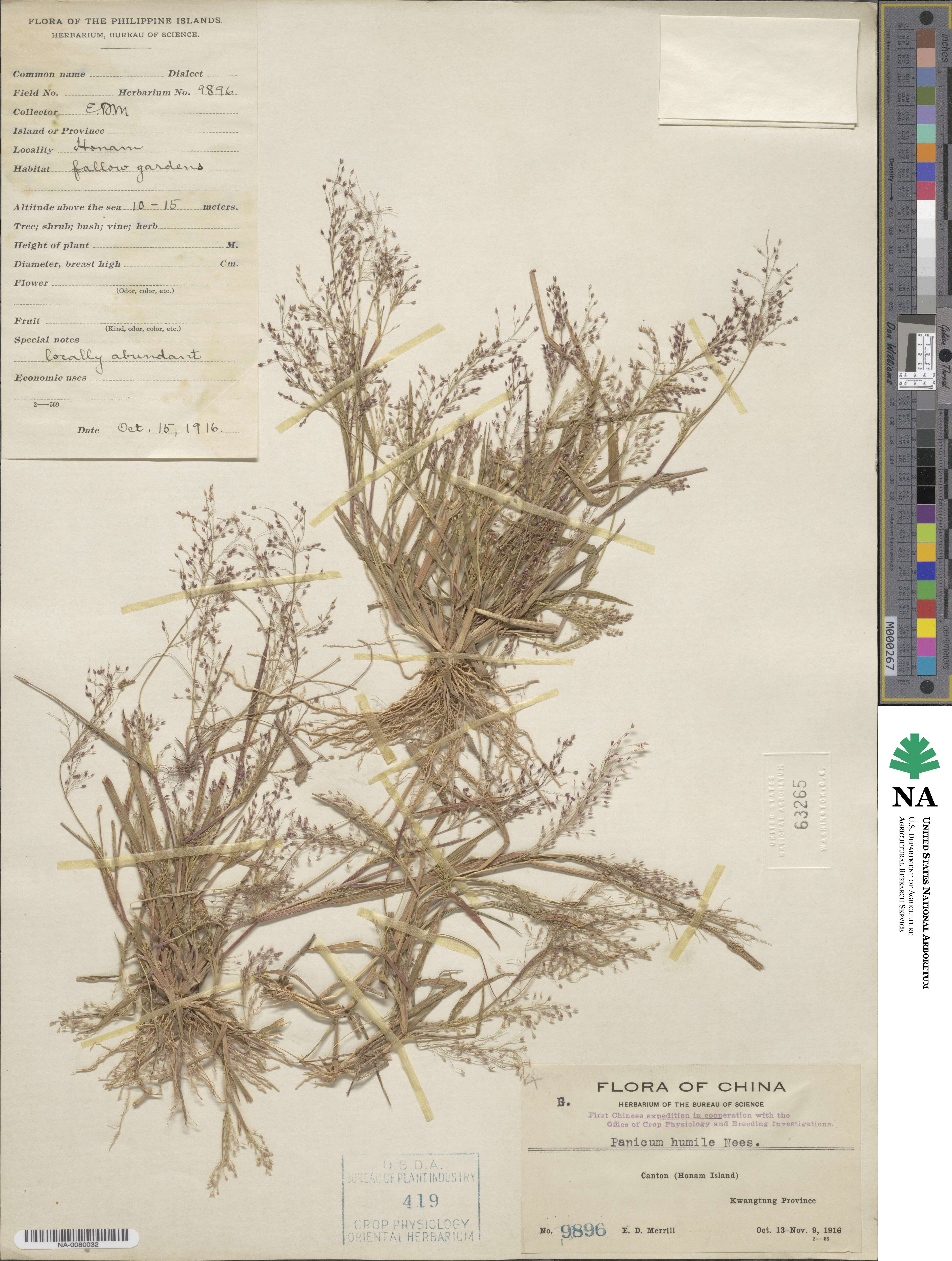 Panicum humile image