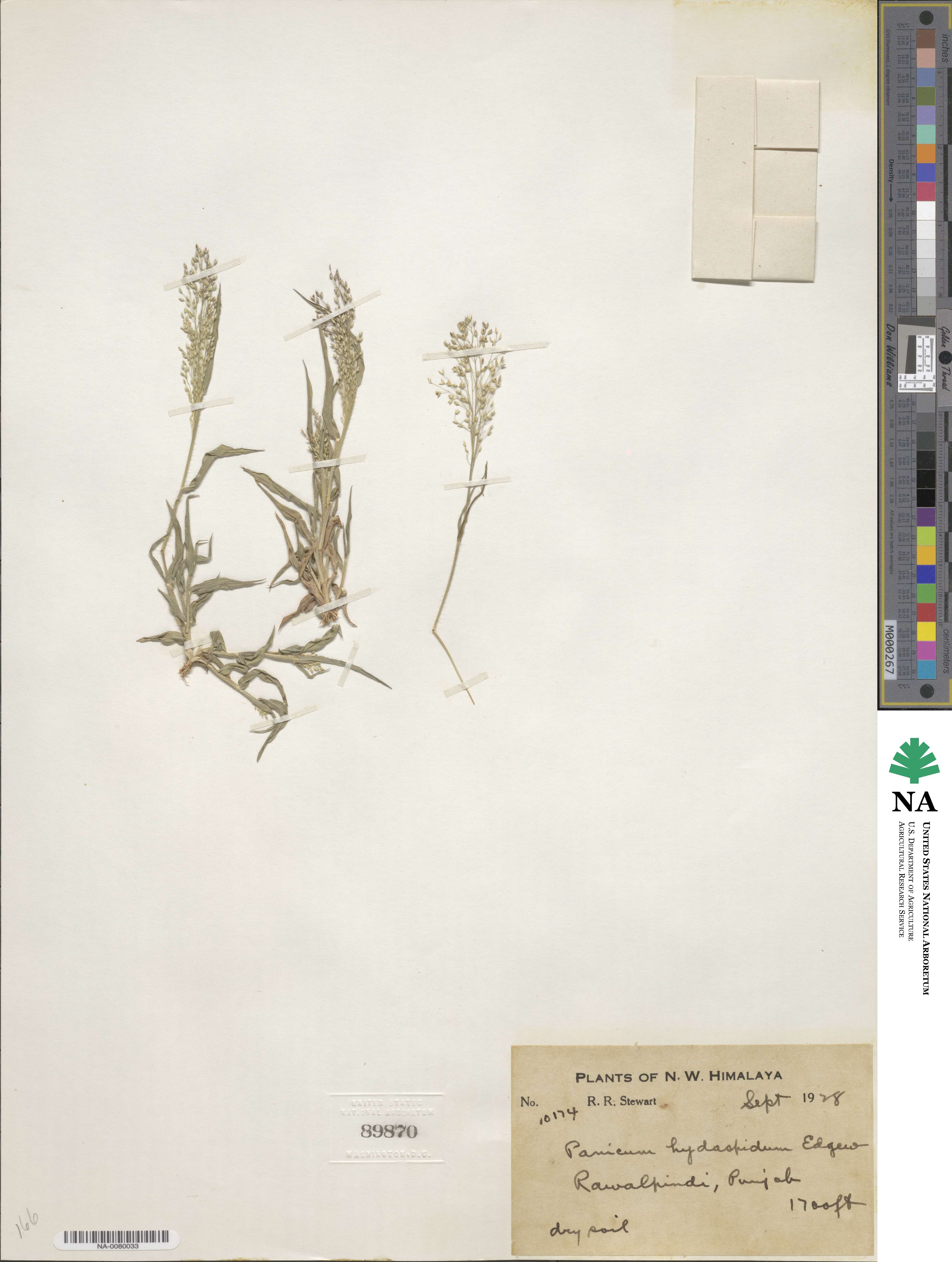 Panicum atrosanguineum image