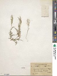 Image of Panicum atrosanguineum