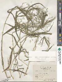 Image of Panicum incomtum