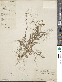 Panicum patens image