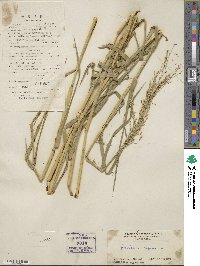 Panicum repens image