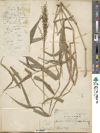 Panicum sarmentosum image