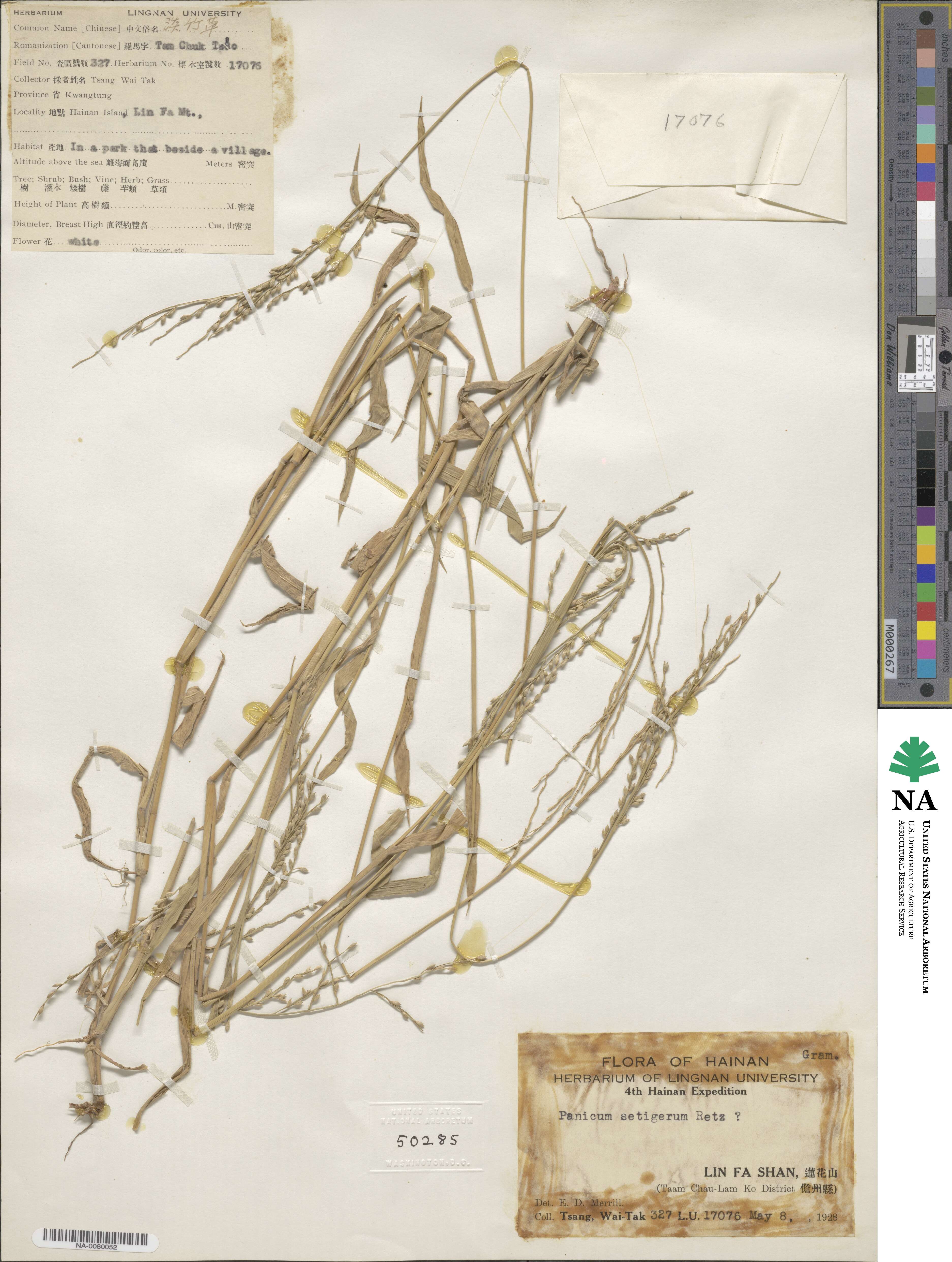 Urochloa setigera image