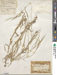 Urochloa setigera image