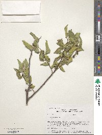 Celtis reticulata image