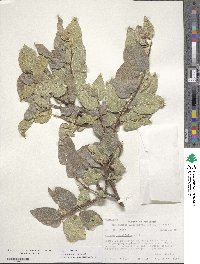 Celtis reticulata image