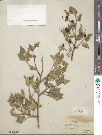 Celtis reticulata image