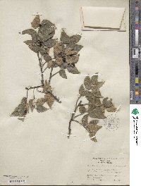 Celtis reticulata image