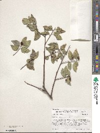 Celtis reticulata image